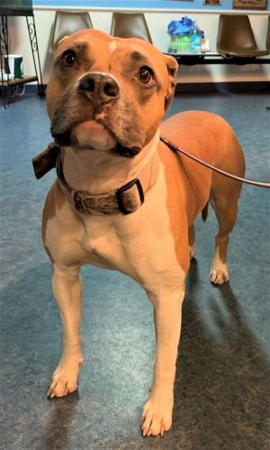 Morrison-TrevinoNova