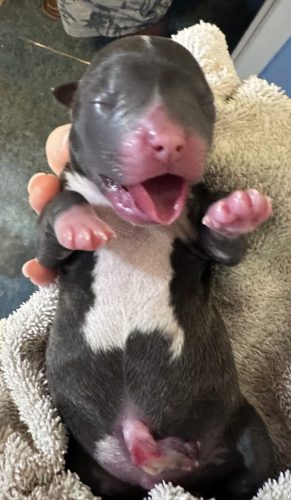 Carmela's pup 2