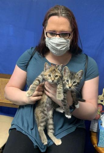 ChaseKittens