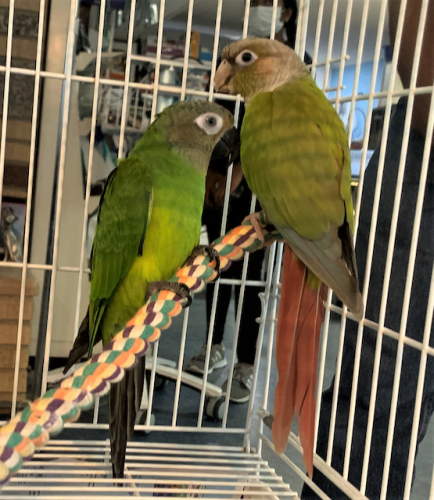 DentonBirds
