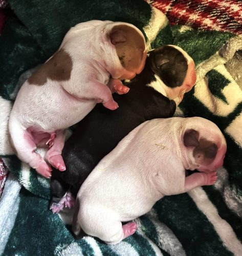 Dutchess' pups