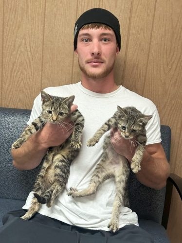 HendersonKittens