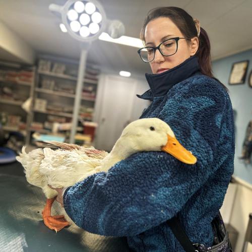 KolodgieDuck