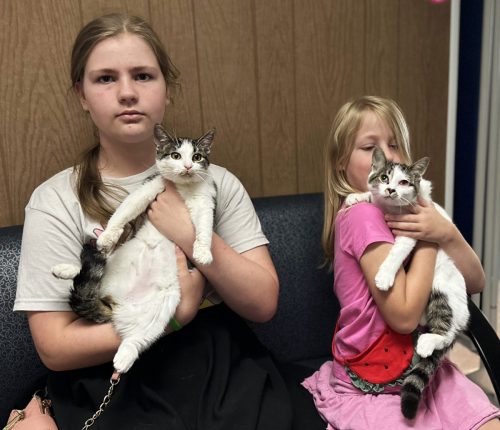 LaddKittens