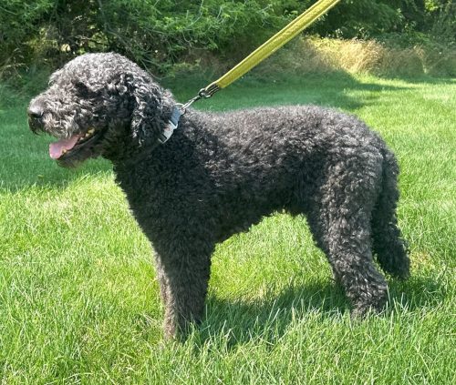 MekhayelCooper