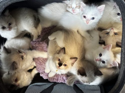 Rupinski kittens from Katarina and Elsie