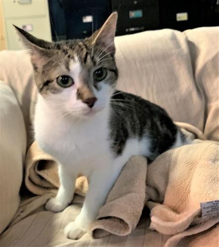 McCaffreyGizmo